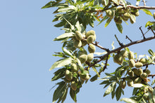 Carica l'immagine nel visualizzatore di Gallery, Mandorle Sgusciate - Varietà Tuono sacchetto da 1/2 kg