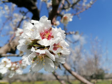 Carica l'immagine nel visualizzatore di Gallery, Mandorle Sgusciate - Varietà Tuono sacchetto da 1/2 kg