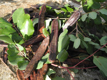 Carica l'immagine nel visualizzatore di Gallery, Carrube della masseria