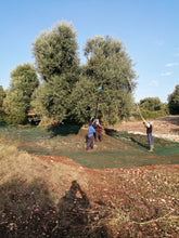 Carica l'immagine nel visualizzatore di Gallery, Olio Extravergine di Oliva biologico - lattine da 0,75 litri